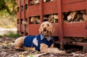Spencer the Goldendoodle is happy to  help!